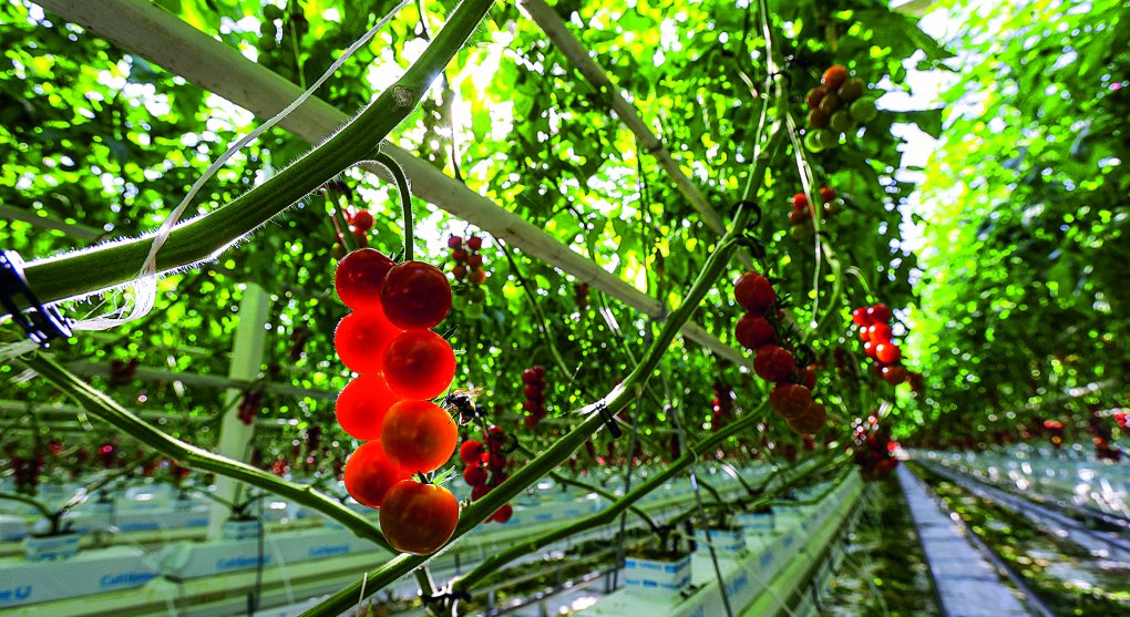Česká rajčata i v zimě? Zemědělci vytápí své skleníky zbytkovým teplem z elektrárny