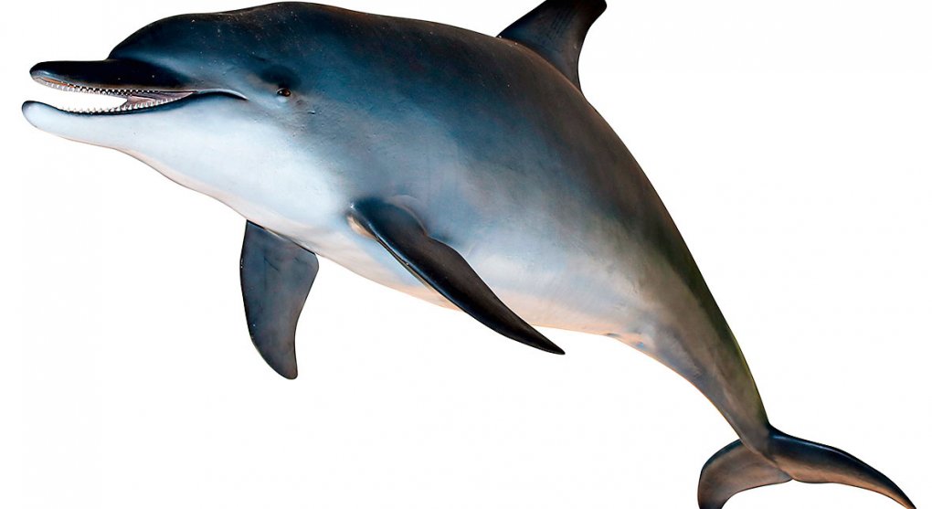 Putin mobilizoval delfíny