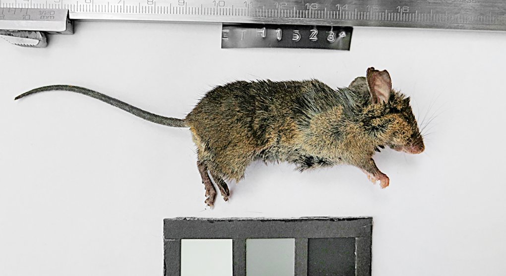 Češi objevili v Africe nový druh myši