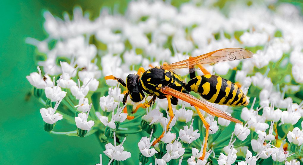 Včely jsou na med, ale na co jsou vosy?