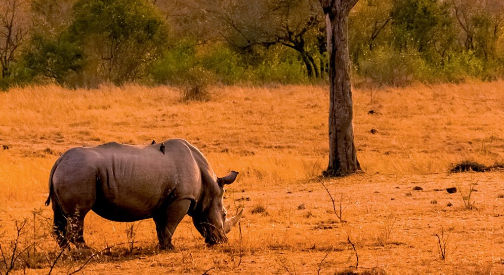 Nejlepší safari: Nejzajímavější africké parky daleko od hlučícího davu