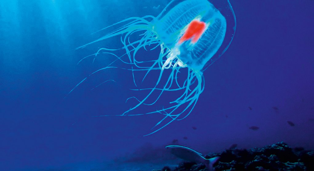 Medúza objevila tajemství věčného života. Stál by lidem za to?