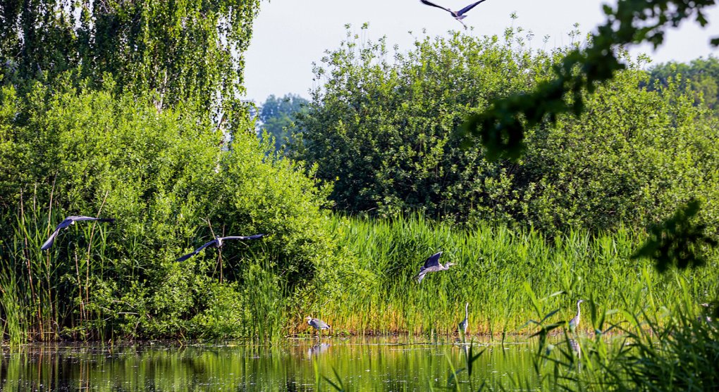 Malé české ráje: Ptačí pozorovatelna u Bohdanečského rybníka