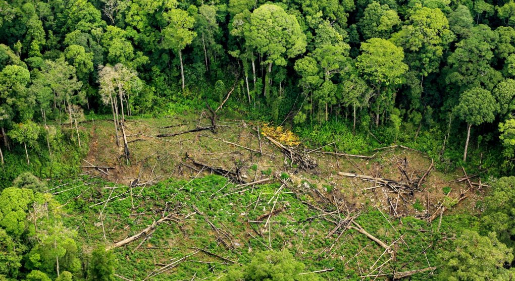 Ničení přírody ohrožuje půlku světové ekonomiky