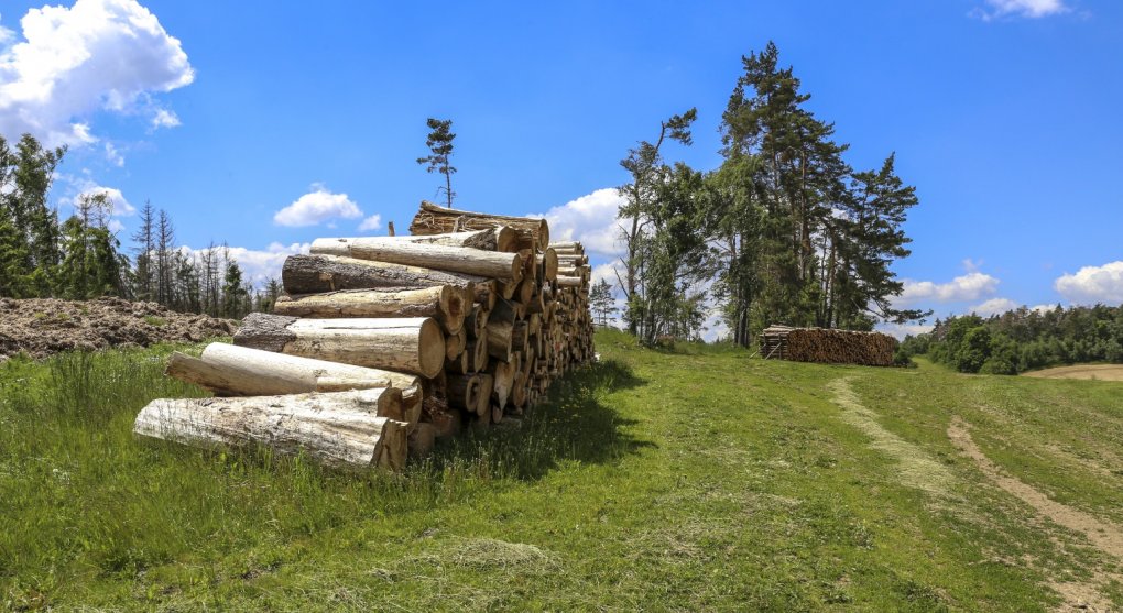 Číňanům se zalíbilo české dřevo. Vývozy letí strmě nahoru