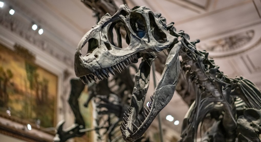 Muž objevil vzácnou fosilii dinosaura starou sedmdesát milionů let, když venčil psa