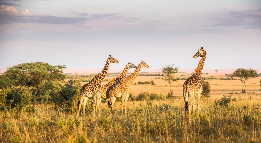 Hodiny bez ozubených koleček aneb Proč má žirafa dlouhý krk