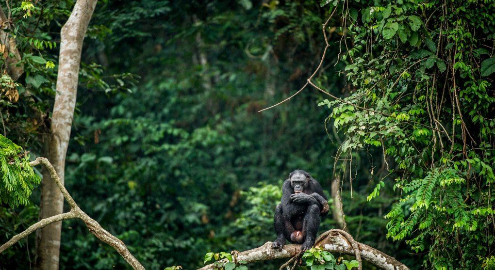 Africké pralesy pohlcují uhlík lépe než Amazonie
