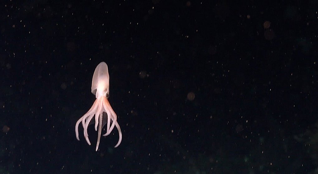 Objev z hlubin. Vědci našli u pobřeží Kostariky čtyři nové druhy chobotnic