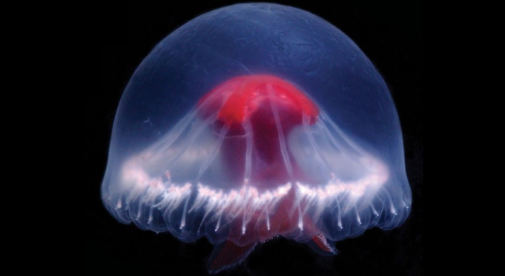 Vědci objevili u Japonska novou medúzu. Může mít podle nich celý arzenál nových jedů