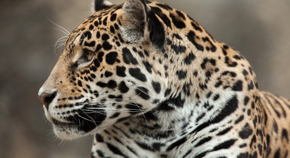 Jaguáři opět ve volné přírodě? V USA se bouřlivě debatuje