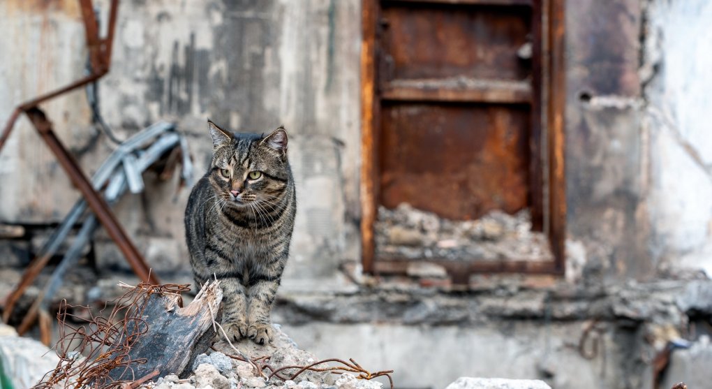 „Zákopové“ kočky pomáhají Ukrajincům v bojích proti Rusku