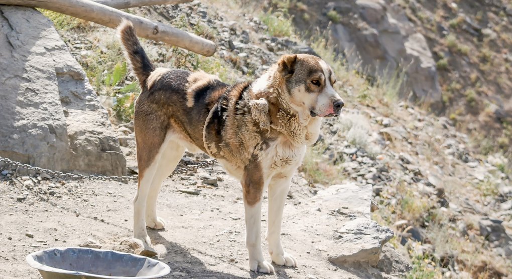 Z tálibánců se stali ochránci toulavých psů. Ve velkém je kastrují a očkují