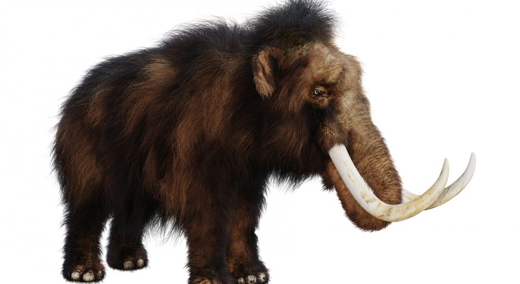 Vědci extrahovali z mamutí stoličky více než milion let starou DNA