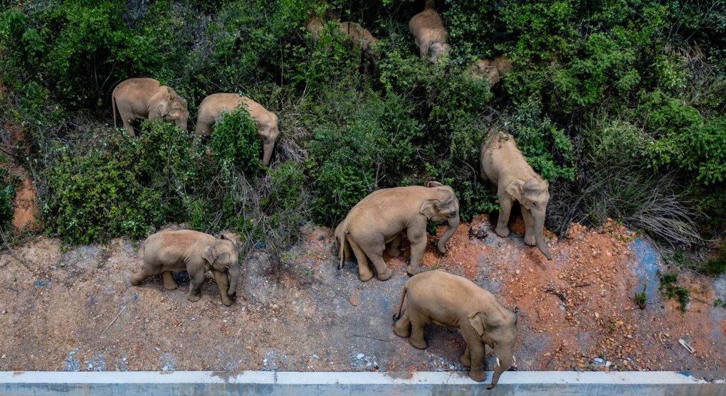Proč se sloni v Číně toulají?