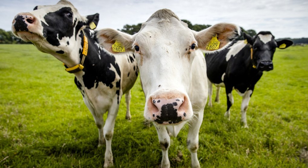 Kolik krav je moc, ptají se Holanďané