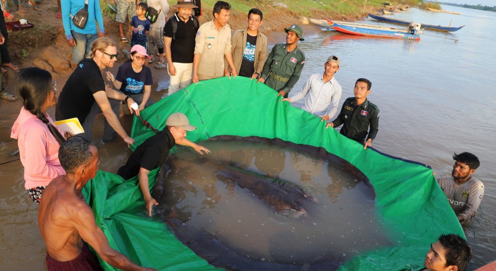 V Mekongu ulovili největší dosud známou sladkovodní rybu. Řeka ale trpí lidskou činností