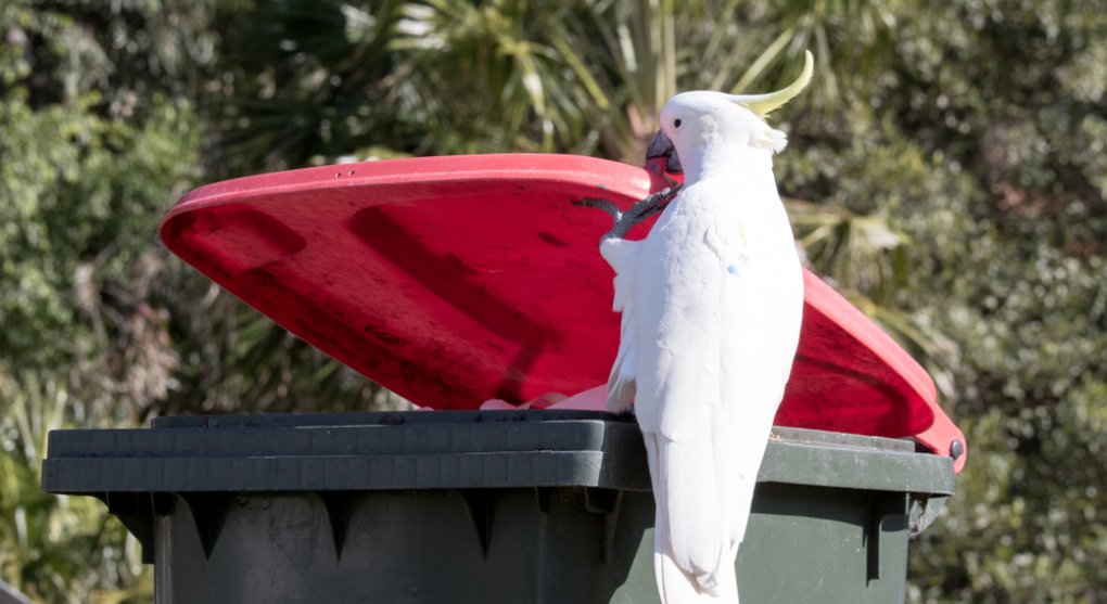 Papoušci v Austrálii bojují o popelnice. A nad lidmi zatím vítězí