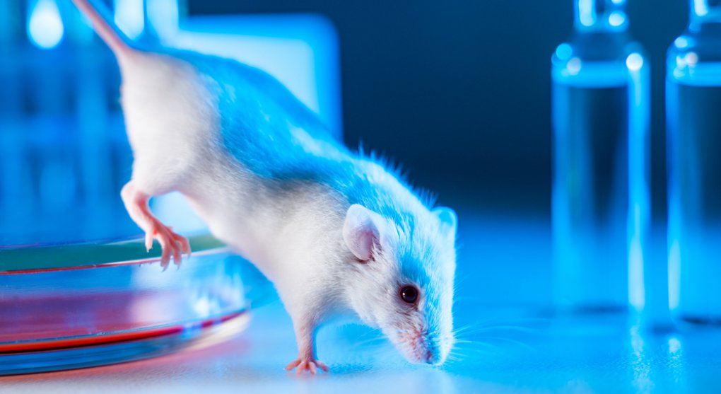 Průlom v reprodukci? Vědci „vytvořili“ myš, která má dva otce. Samice nebyla potřeba