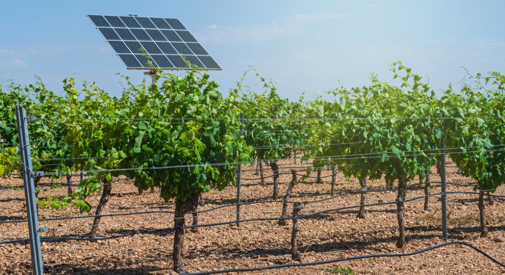 Stát plánuje pustit soláry na chmelnice, vinice a sady