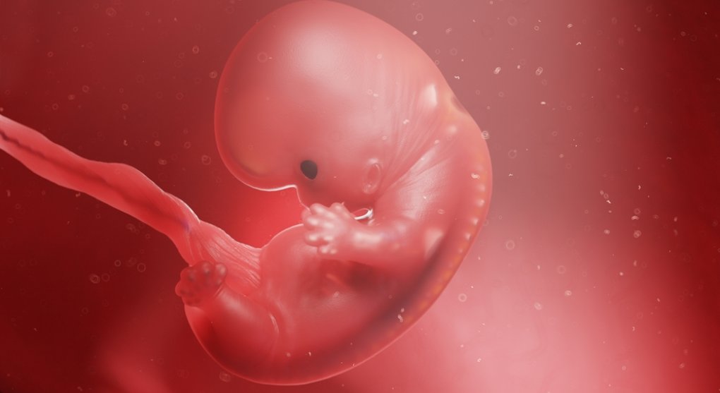 Průlomový objev: celý lidský genom lze přečíst už u raného embrya
