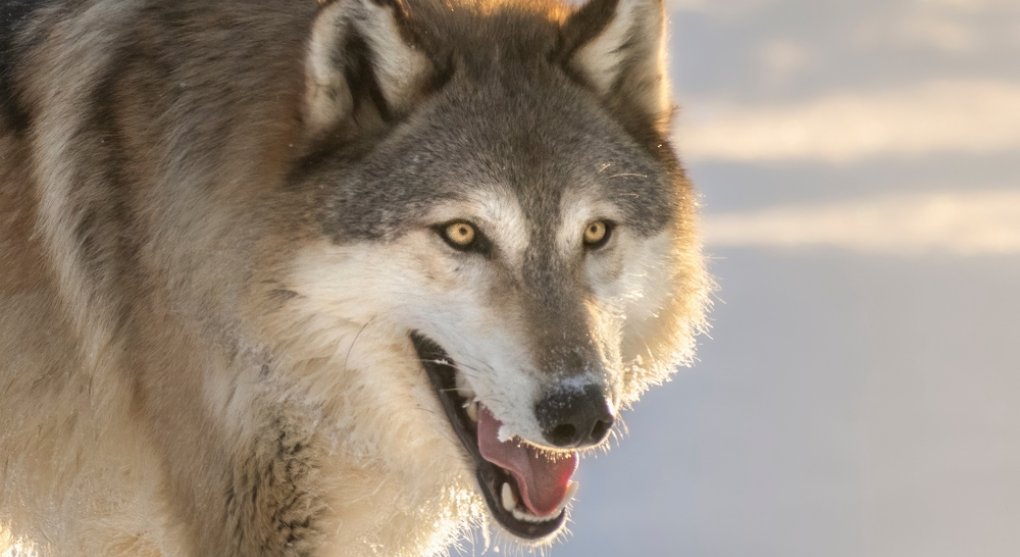 Šéfka Evropské komise chce povolit odstřel vlků. Zadávili jí poníka