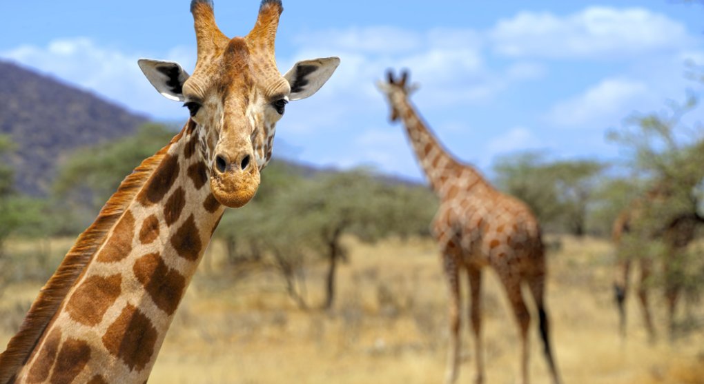 Proč má žirafa dlouhý krk? Vědci přišli s novým vysvětlením