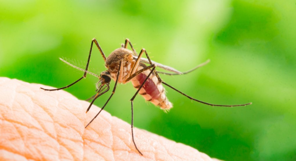 Proč jsou někteří lidé „magnetem“ na komáry? Voní jim