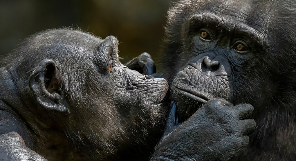 Velký opičí spor: přijdou vysloužilí šimpanzi do „ráje“?