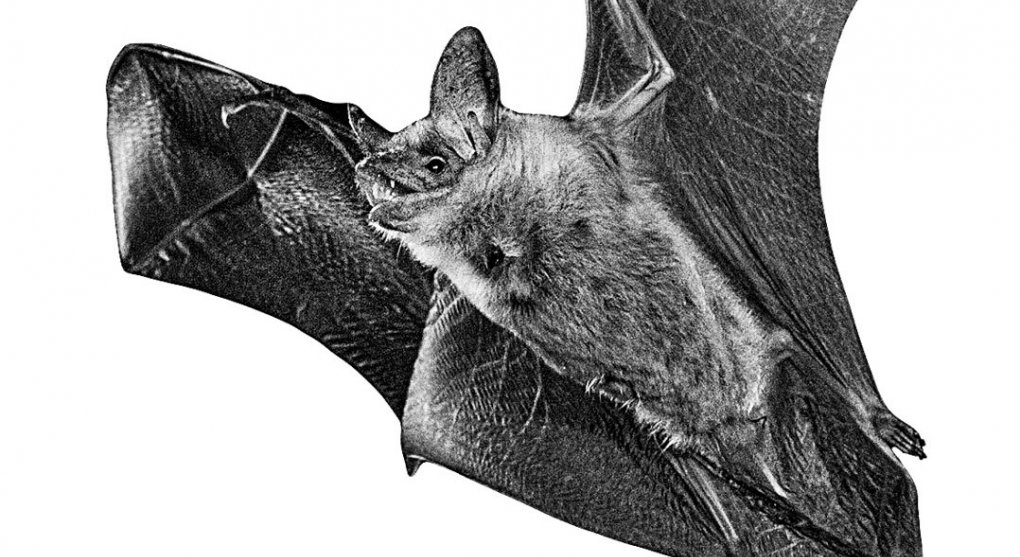 Proč netopýři bzučí jako sršně