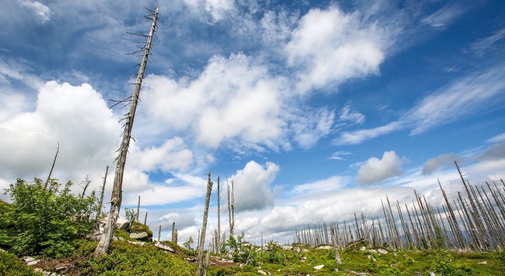 Klimatický dopad kůrovcové kalamity: z lesů uniká uhlík