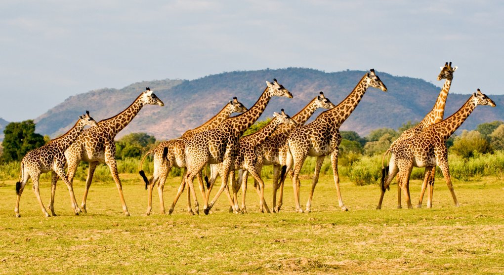 Naděje pro africkou přírodu: počty žiraf rostou